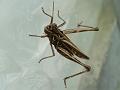2014-0804-1300_Grasshopper_22.4C